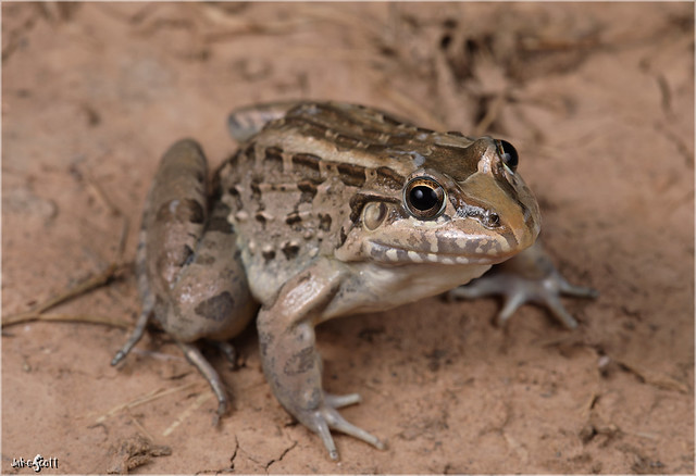 Criolla Frog (Leptodactylus latrans)
