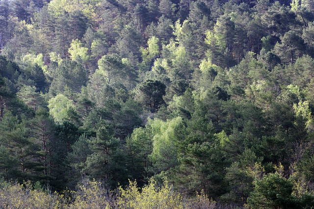 Trois pignons forest