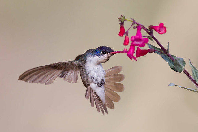 Violet-crowned Hummingbird - Arizona