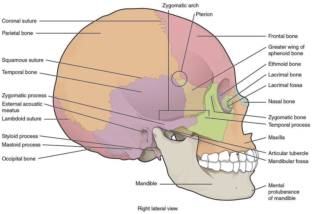 Figure 6.3.3 Lateral View of Skull | The lateral skull shows… | Flickr