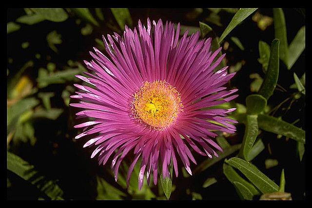 028 Greece Crete 2002 Flowers