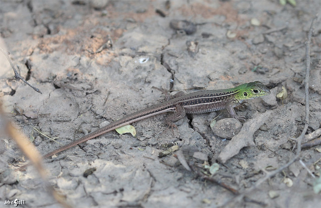 Four-toed Whiptail Lizard (Teius teyou)