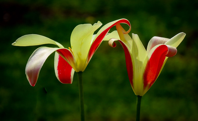 Tulip twins