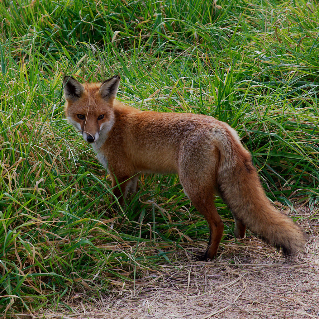 Friendly Fox