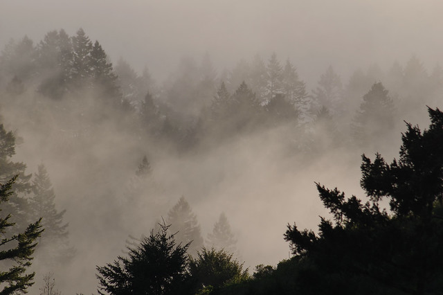 Redwoods in Fog