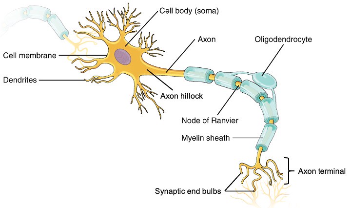 Figure 11.3.2: Parts of a Neuron in the CNS, A neuron has a…