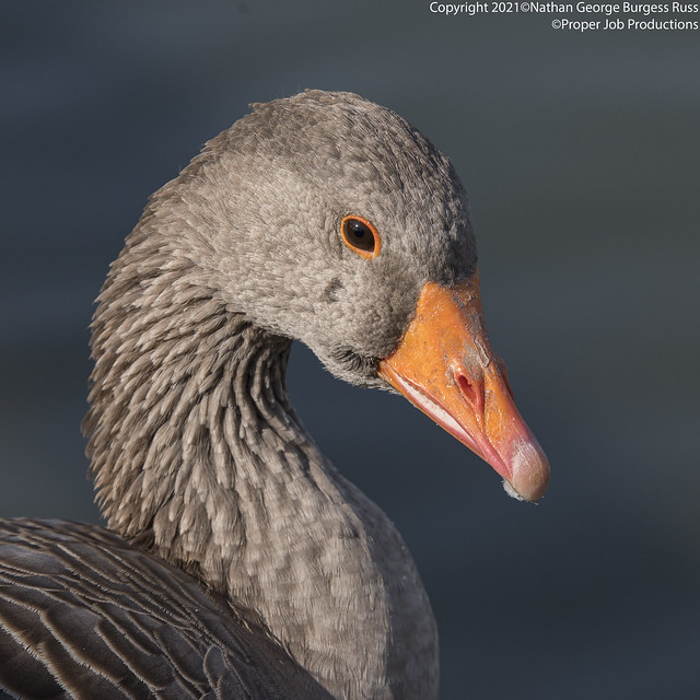 Greylag Goose - (Anser anser)