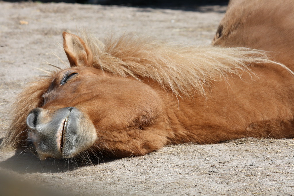 Pferd im Tiefschlaf / sleeping horse