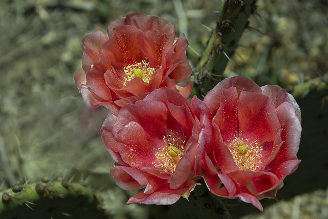 20210511 Prickly Pear Cactus Flowers