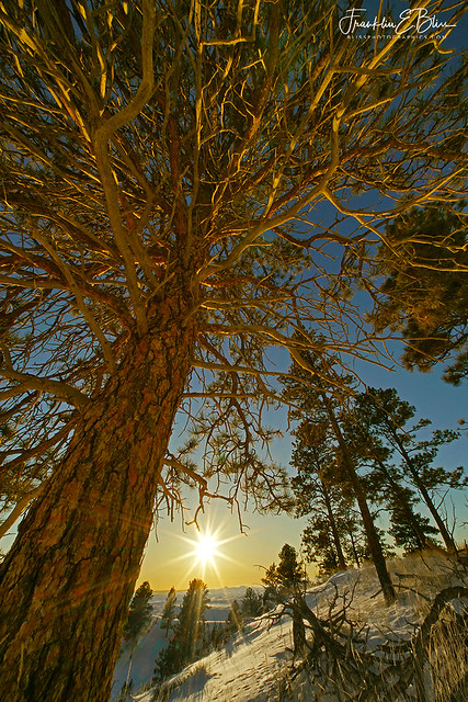 Perspective Pine Stand Sunset