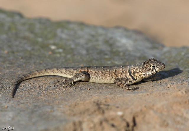 Etheridge's Lava Lizard (Tropidurus etheridgei)