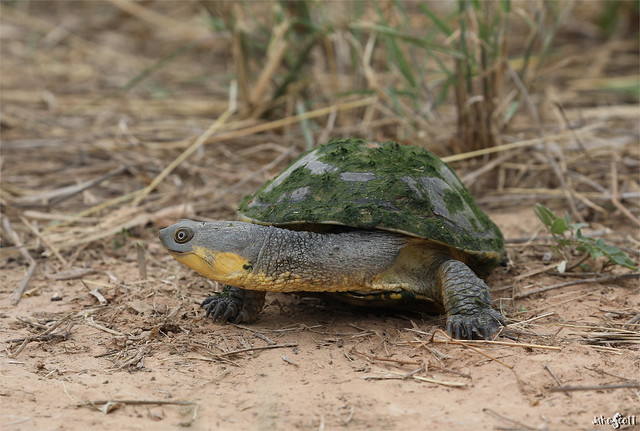 Big-headed Pantanal Swamp Turtle (Acanthochelys macrocephala)