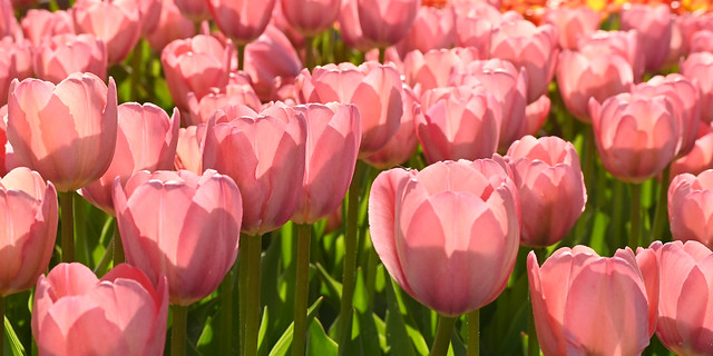 May 1, 2021: Pink Tulips