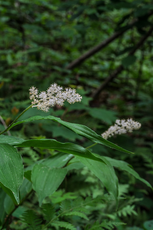 Harper's Heartleaf