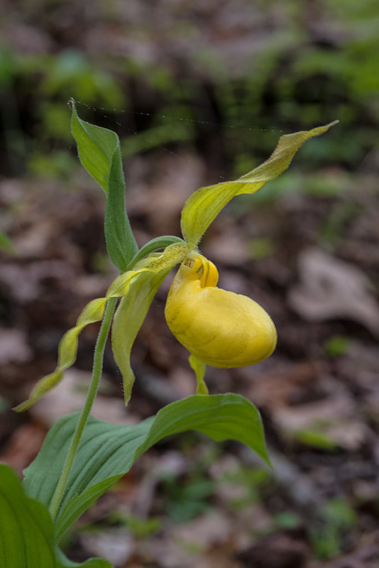 Large Yellow Lady's-slipper orchids