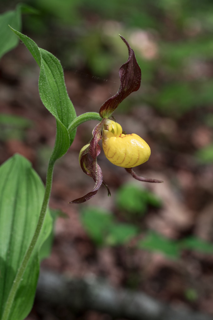 Small Yellow Lady's-slipper orchid