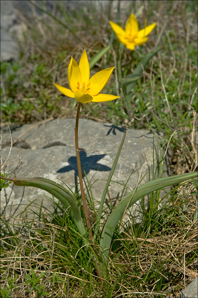 Tulipa-sylvestris_5 | Tulipa sylvestris L., syn.: Liriopogon… | Flickr