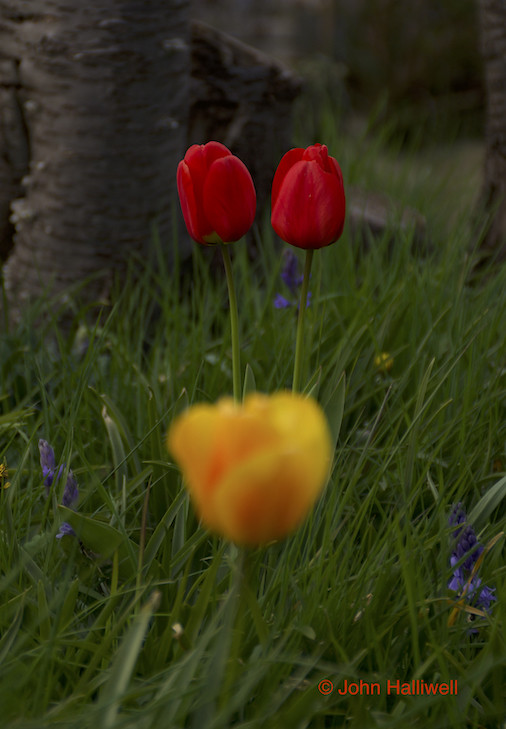 Comment Image