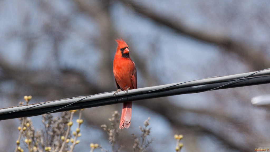 Cardinal rouge mâle - Northern Cardinal - Québec, PQ, Canada - 4322