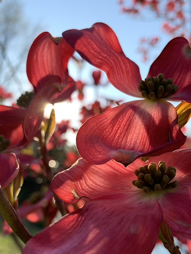 Curved Petals in Sun by Jonathan Ottke | by Del Ray Artisans