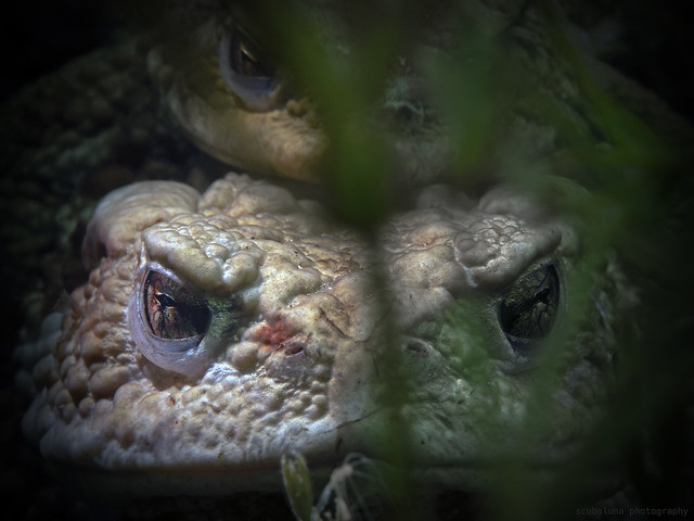 Mating toad underwater, Erdkröten-Paarung