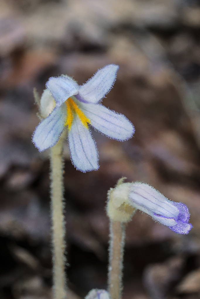 One-flower Broomrape