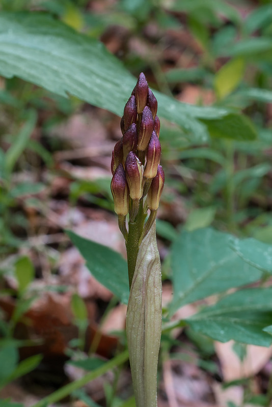 Puttyroot orchids