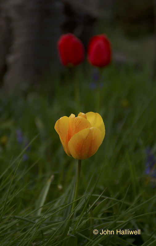 Comment Image