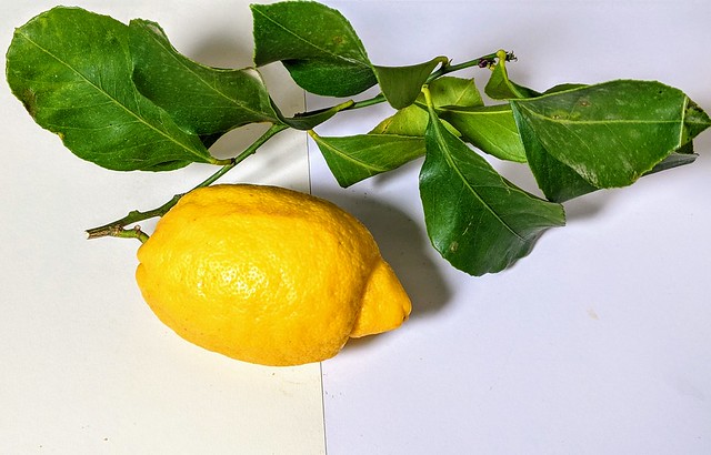Sicilian Lemon on the vine
