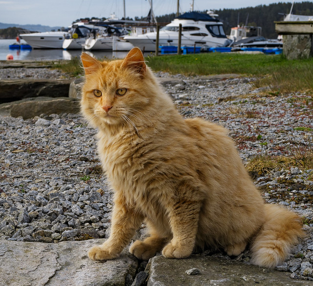 Harbour cat