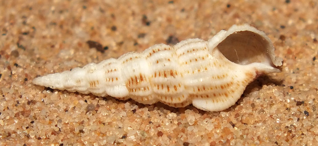 Beaked cerith snail (Cerithium rostratum) under side