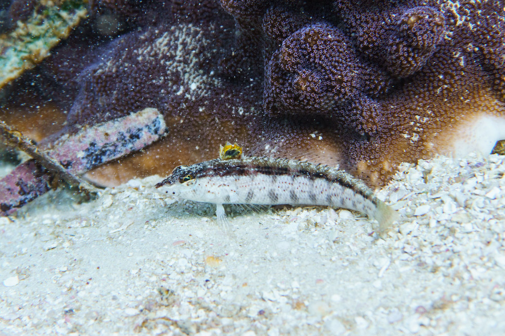 Wavy Grubfish (Parapercis haackei) | Pocillopora Reef, Rottn… | Flickr