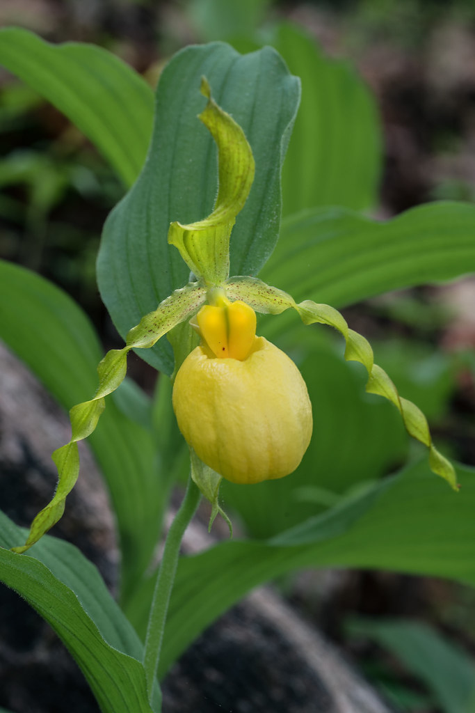 Large Yellow Lady's-slipper orchid