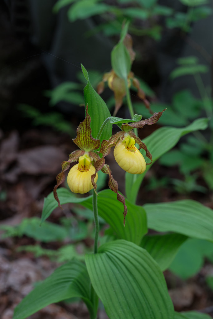 Small Yellow Lady's-slipper orchids