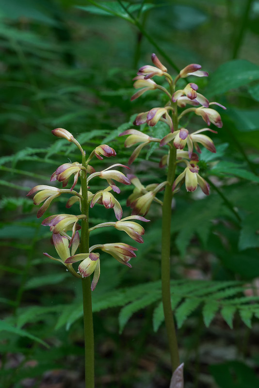 Large Puttyroot orchids