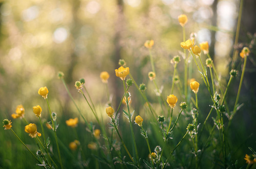 Buttercups by John Brighenti, Finally moved into a new place and able to get out and shoot again. My separation from my wife has t