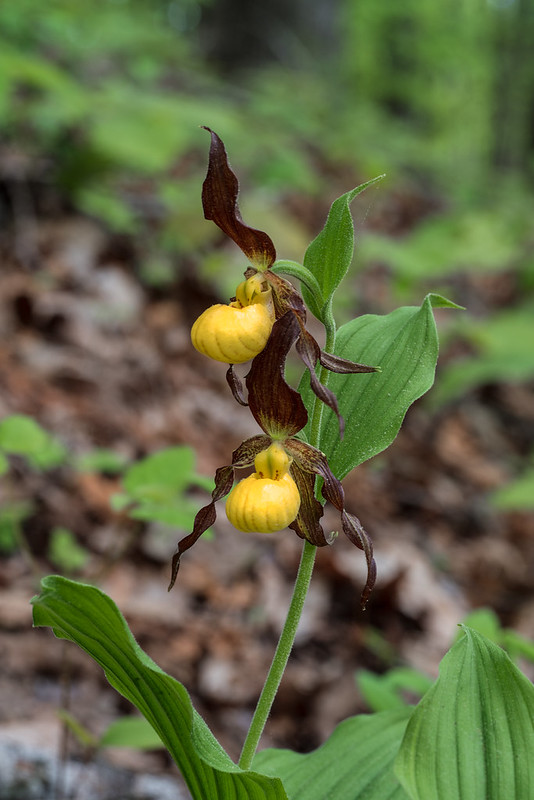 Small Yellow Lady's-slipper orchids