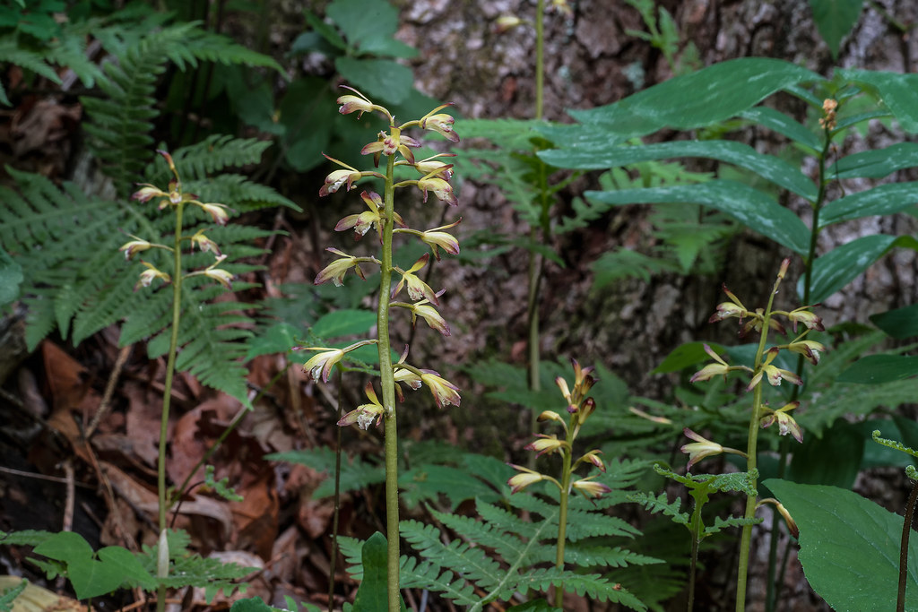 Puttyroot orchid group