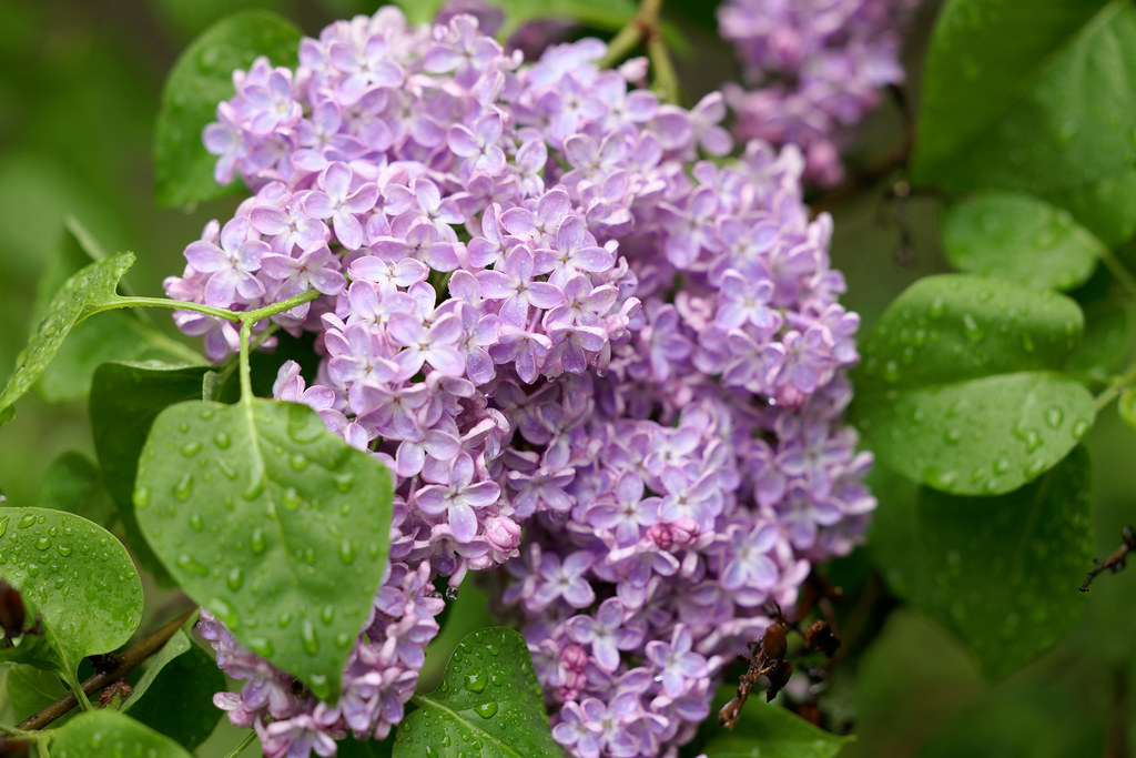 Syringa vulgaris - purple