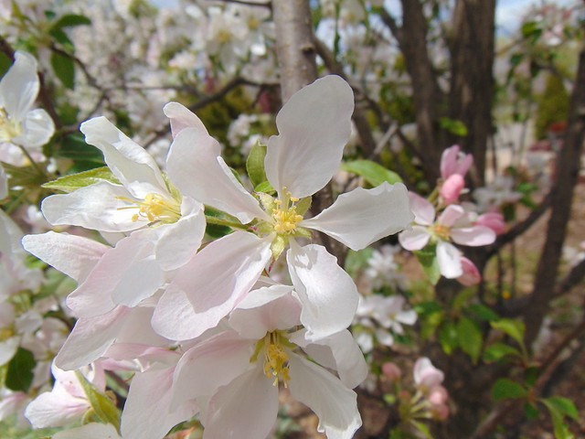 White crabtree flower