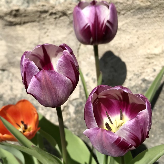 Tulips in spring sunshine