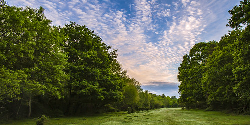 forest forests newforest trees tree woods woodland nature sunrise dawn
