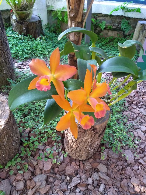 Orquídeas amarelas - Jardim Botânico do Rio de Janeiro