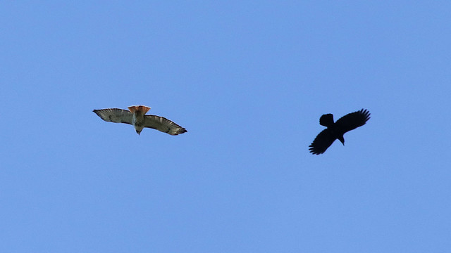 Hawk vs. Crow