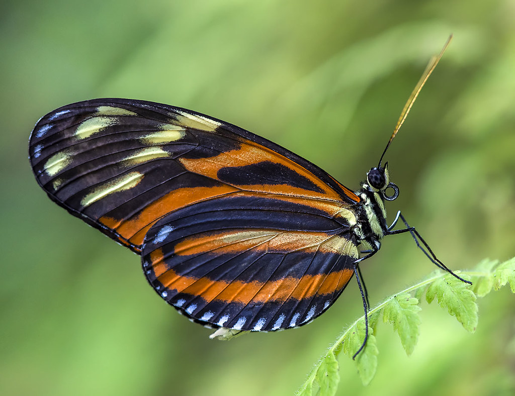 Heliconius Butterfly, Wings of the Tropics, Fairchild Tropical Botanic Garden.