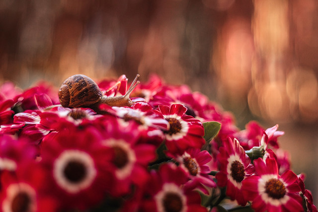 The snail that loved flowers// El caracol que amaba las flores