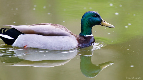 Mallard | by dpsager