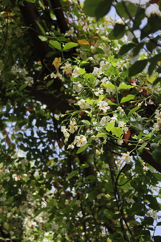 Trachelospermum jasminoides - faux jasmin étoilé 51176808554_13d1819c72