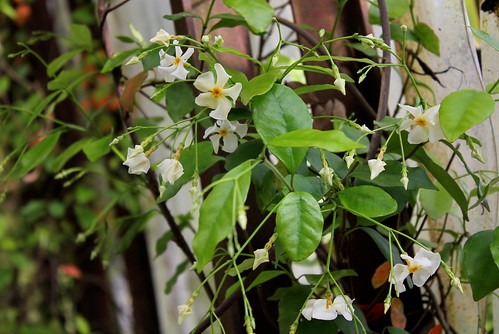 Trachelospermum jasminoides - faux jasmin étoilé 51176810149_c512e12d42