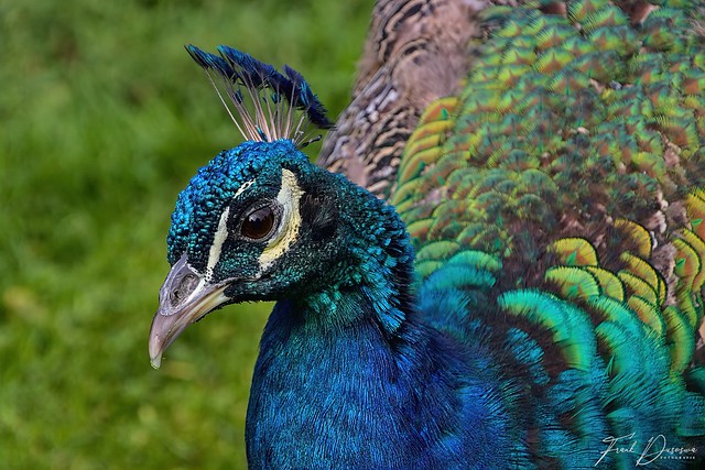Peacock  (Pavo cristatus).